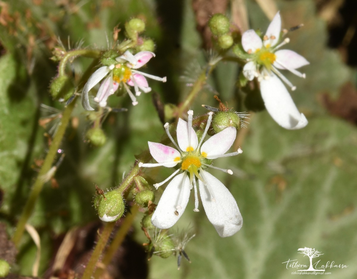 Saxifraga stolonifera Curtis